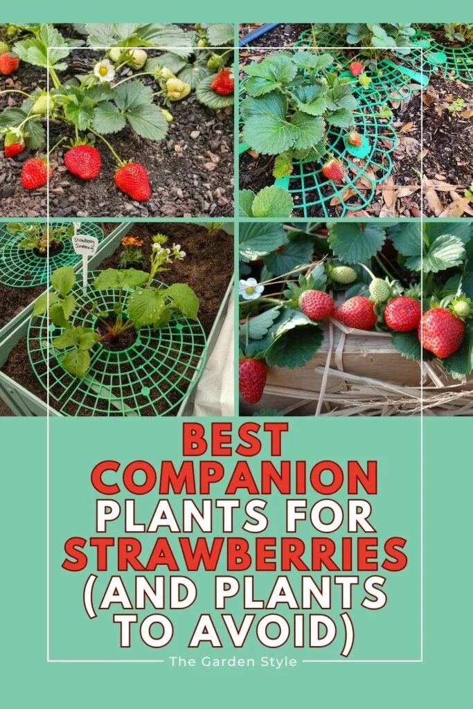 companion plants for strawberries