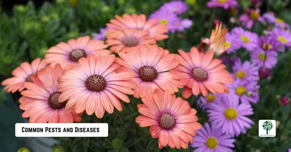 daisy common pests and diseases