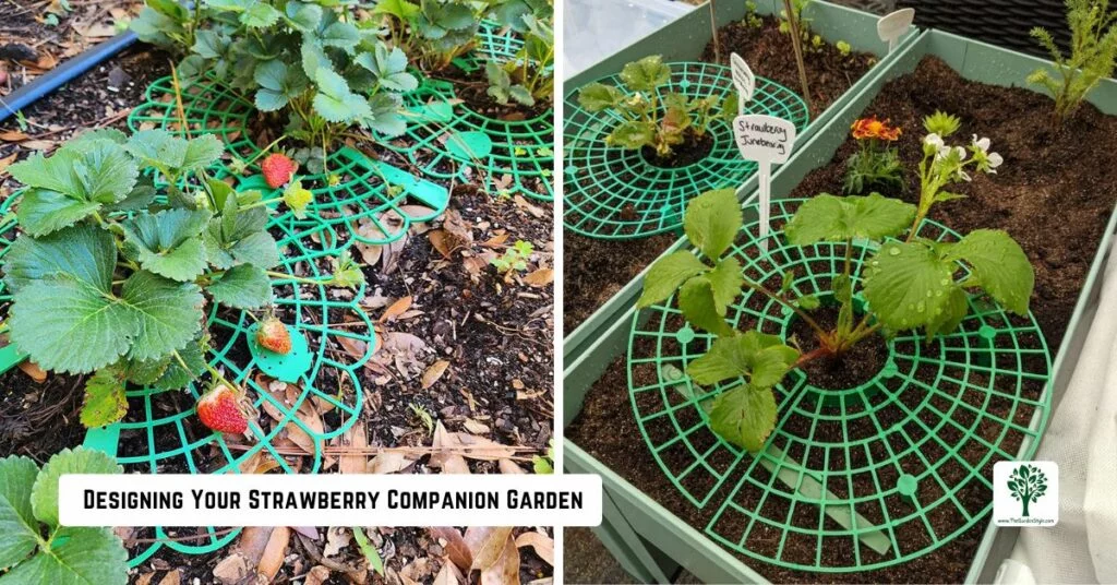 designing your strawberry companion garden