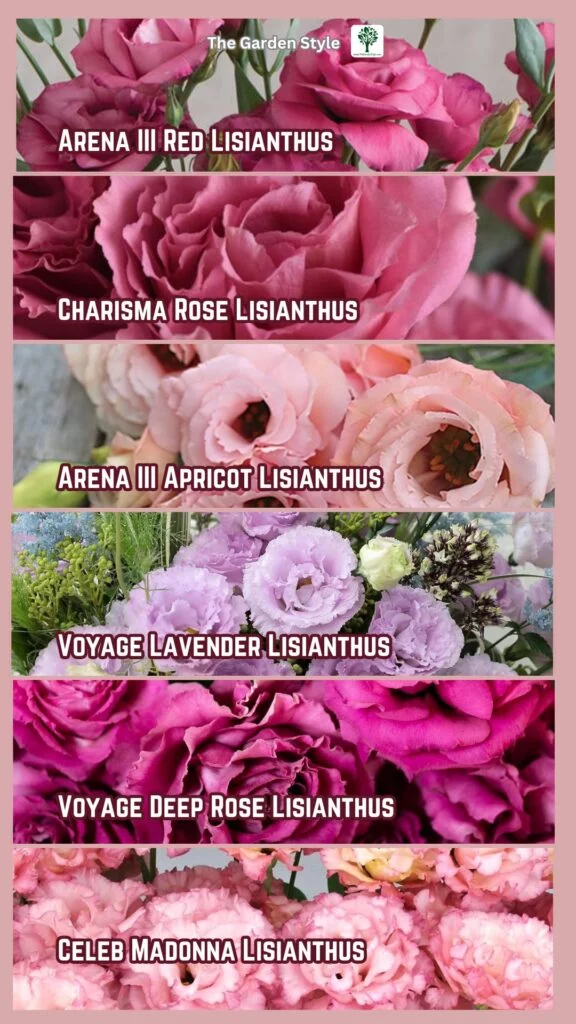 best lisianthus flower varieties to grow from plugs and seeds