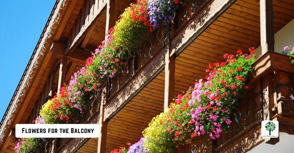 flowers for the balcony