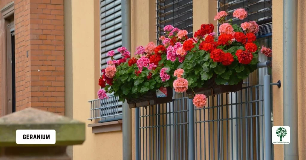 geranium flowers for balcony