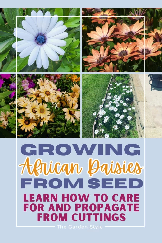 growing african daisies from seed