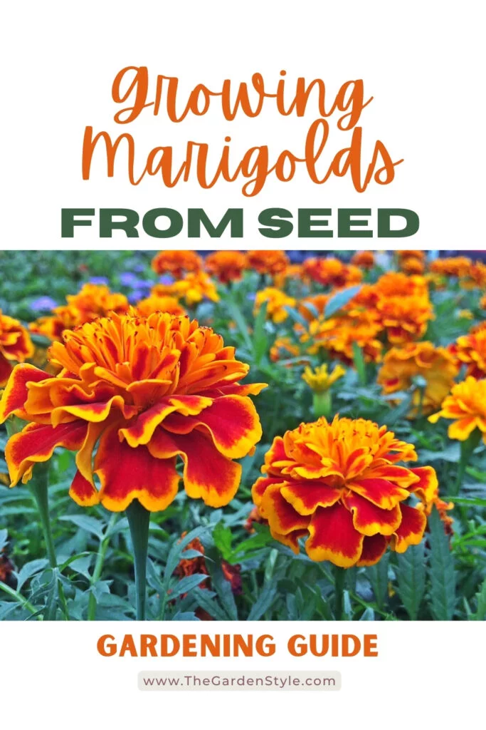 growing marigolds from seed