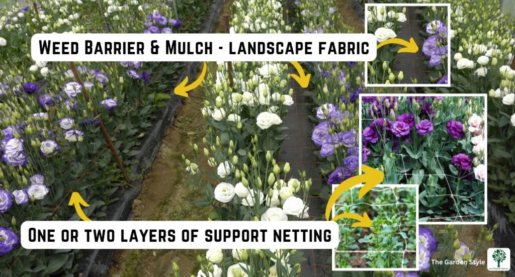 mulching and support netting lisianthus flowers