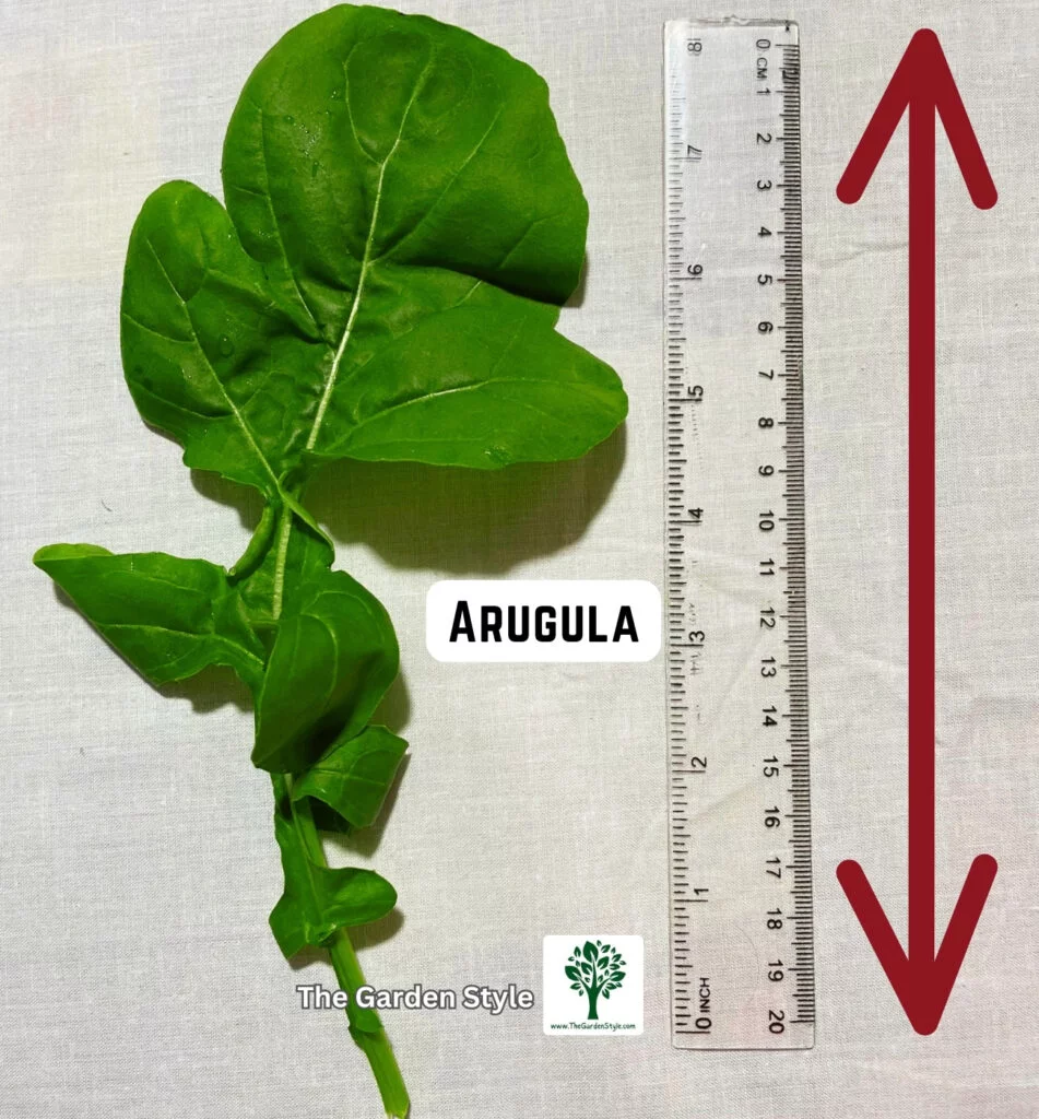 harvested arugula leaf size hydroponic growing system