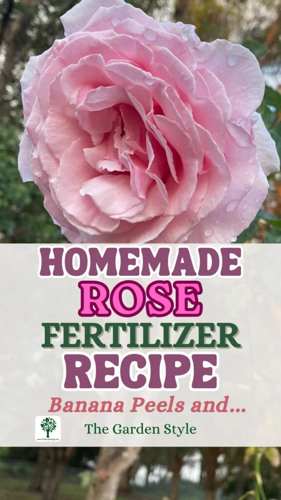 homemade rose fertilizer recipe