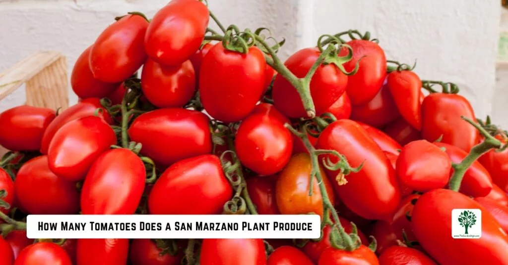 how many tomatoes does a san marzano plant produce 100