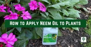 how to apply neem oil to plants ultimate guide