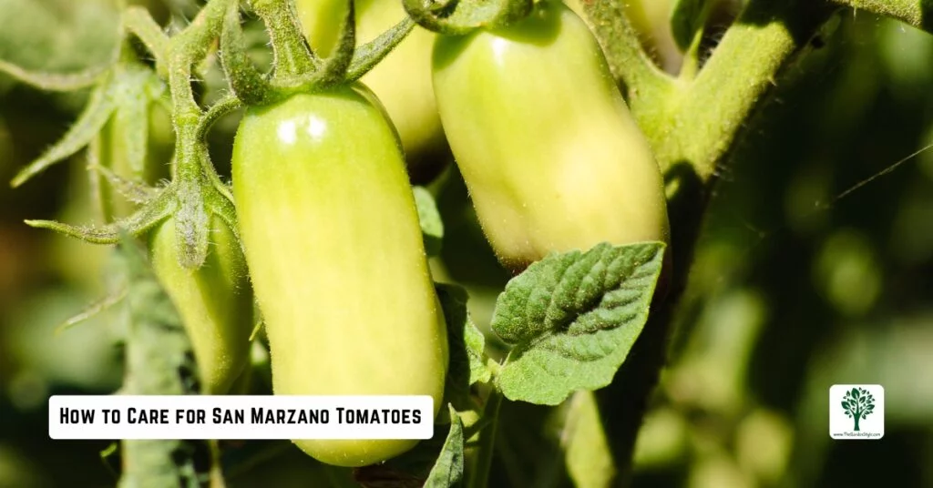 how to care for san marzano tomatoes