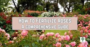 how to fertilize roses a comprehensive guide