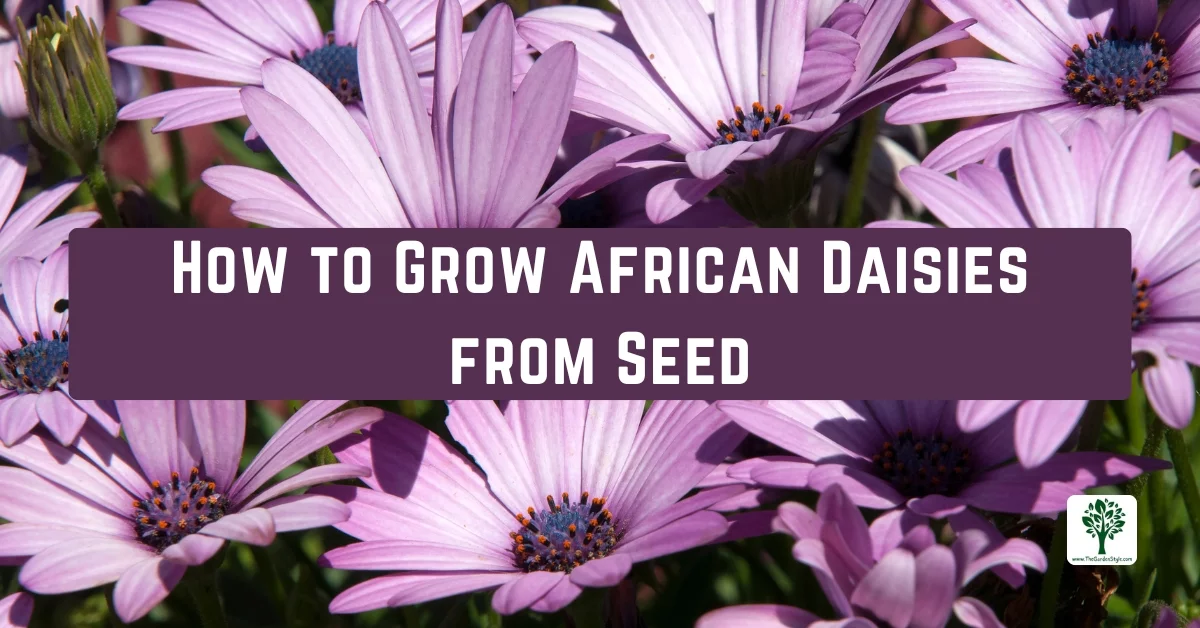 how to grow african daisies from seed