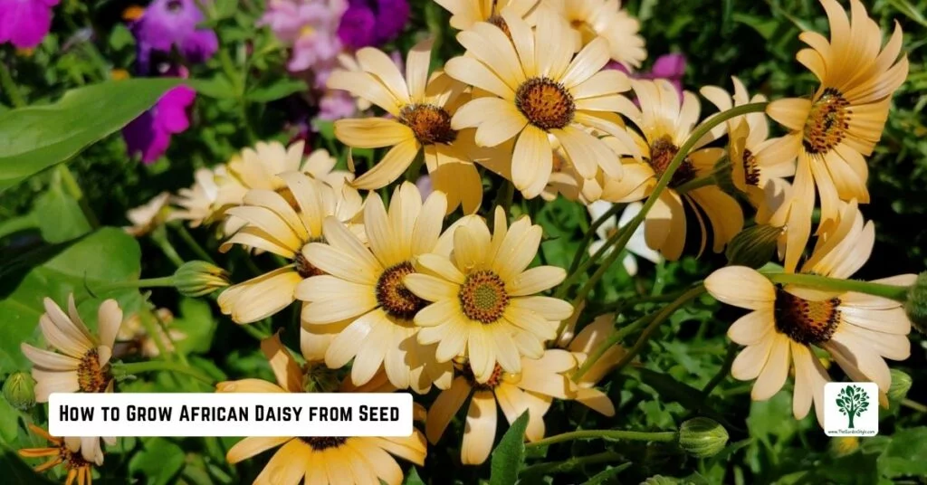 how to grow african daisy from seed step by step