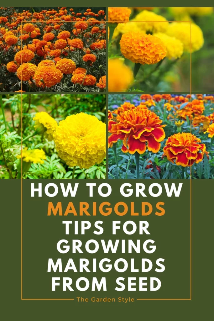 how to grow marigold from seed