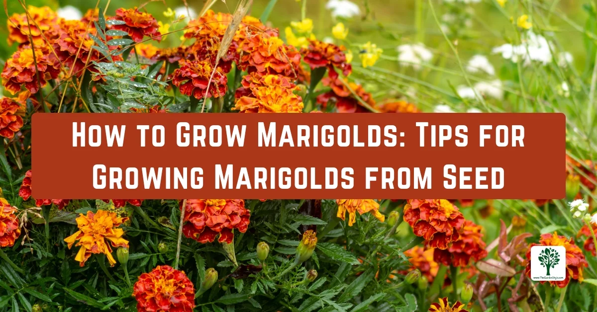 how to grow marigolds tips for growing marigolds from seed