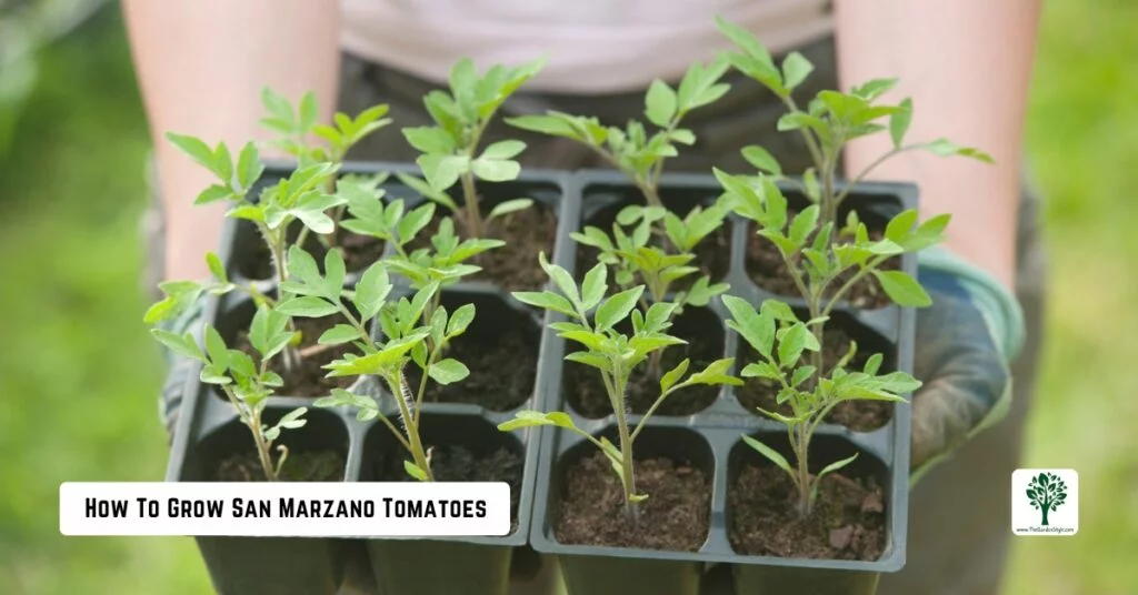 how to grow san marzano tomatoes