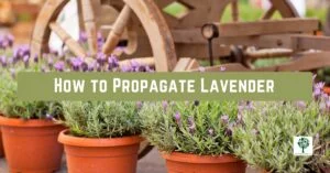 how to propagate lavender a step by step guide