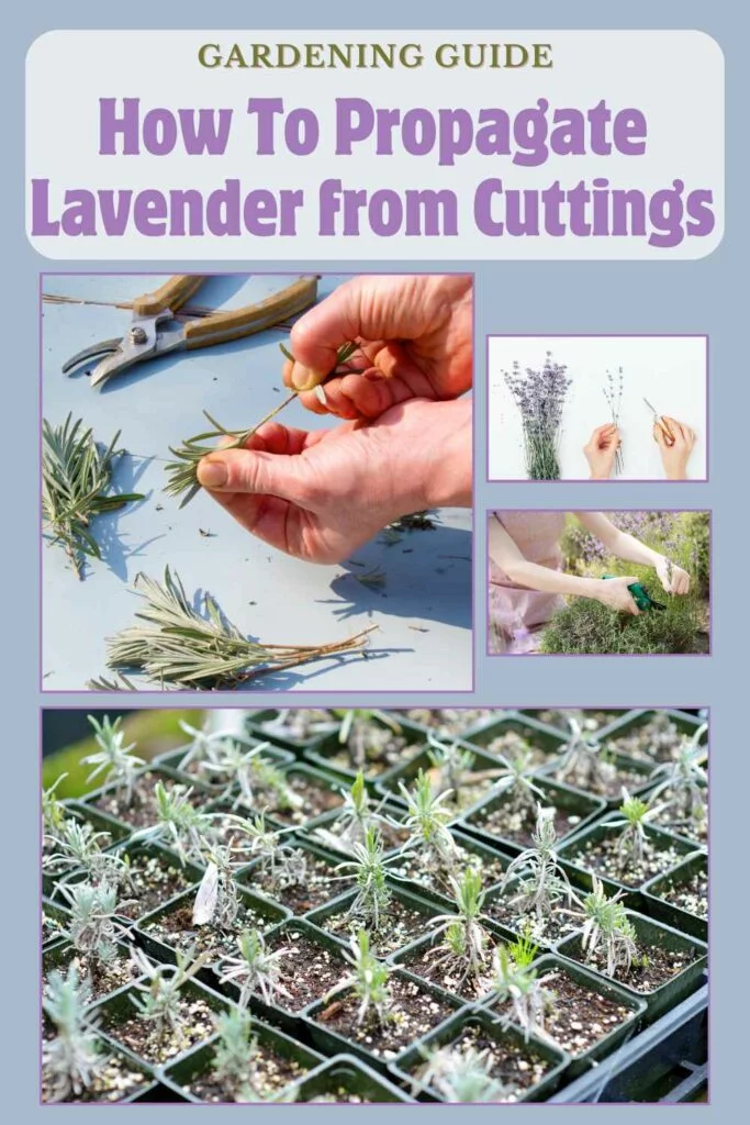 how to propagate lavender from cuttings