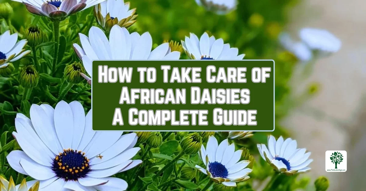 how to take care of african daisies a complete guide