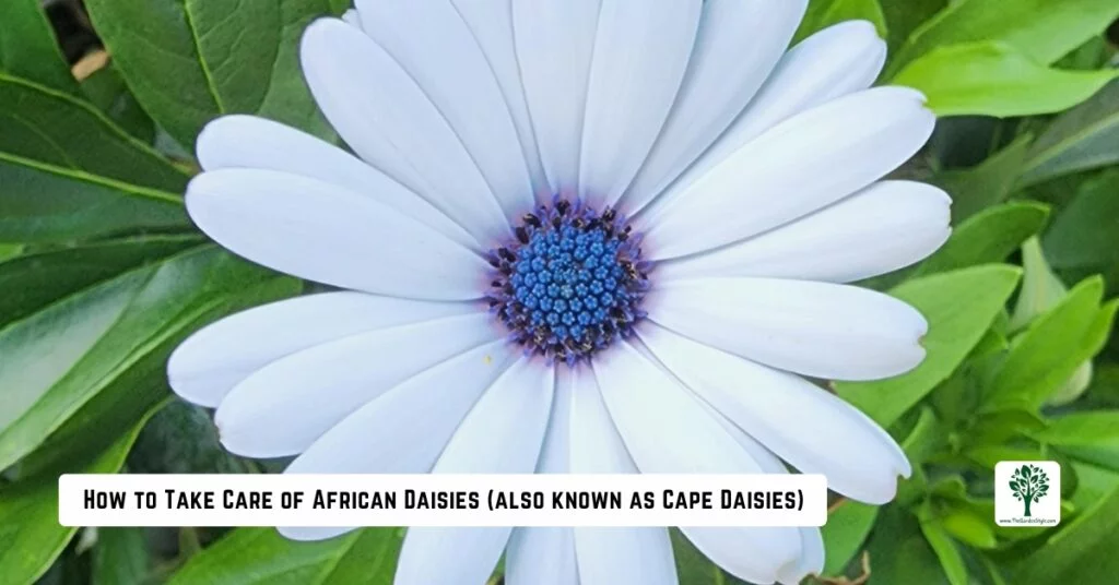 how to take care of african daisies cape daisy