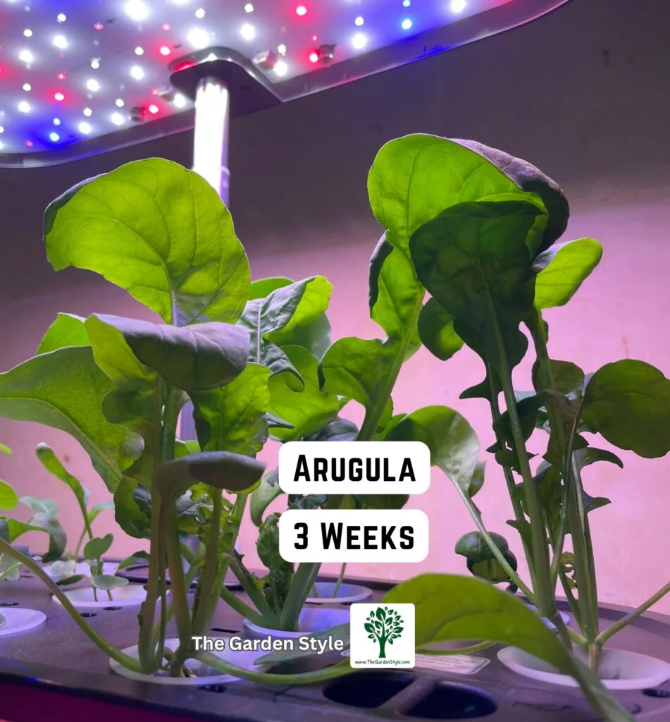 hydroponic arugula growing after 3 weeks in winter