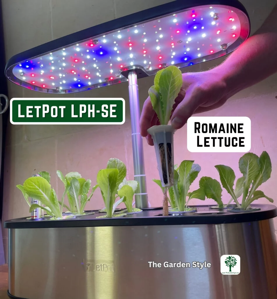 hydroponic lettuce root development LetPot LPH-SE 