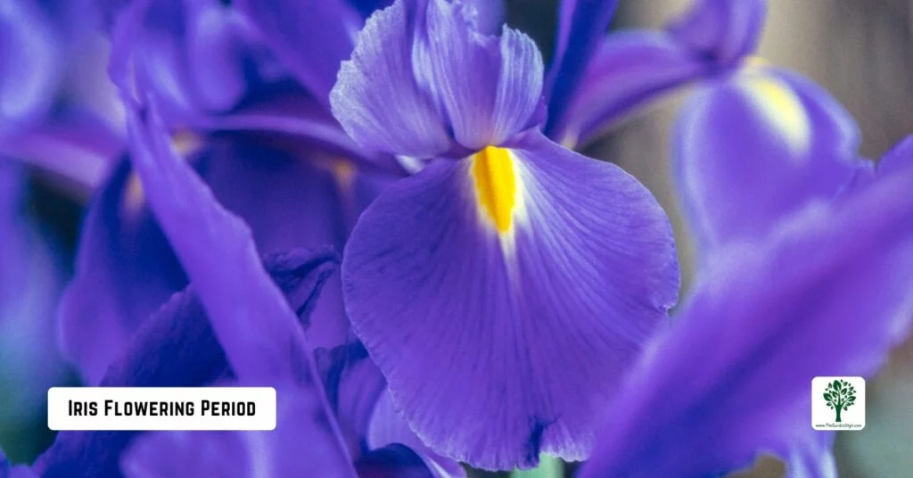 iris flowering period