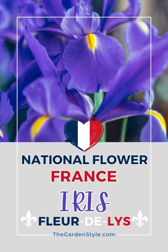 iris national flower of france