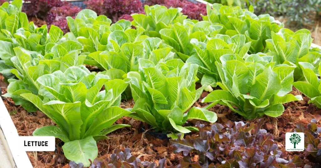 lettuce companion plants for cucumbers
