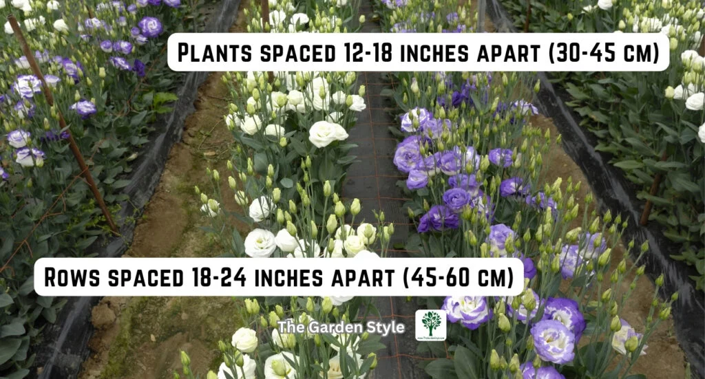 lisianthus sowing depth and spacing layout
