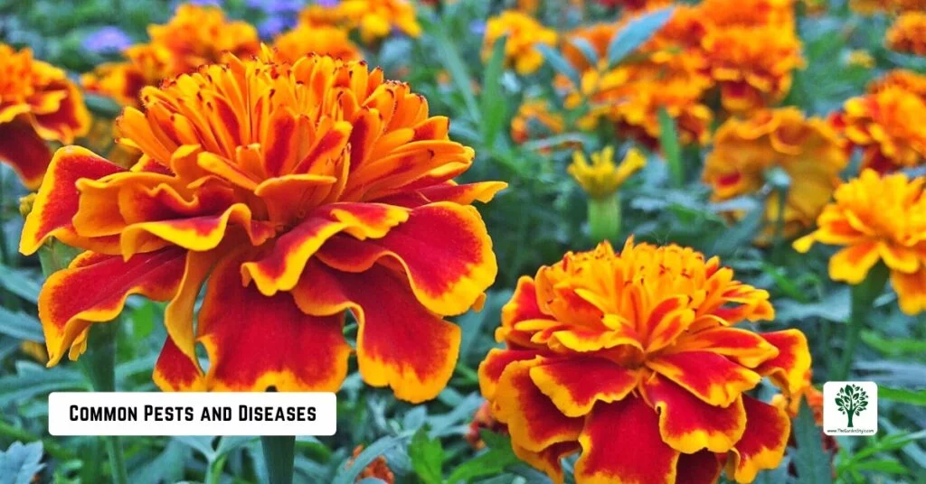 marigold common pests and diseases 