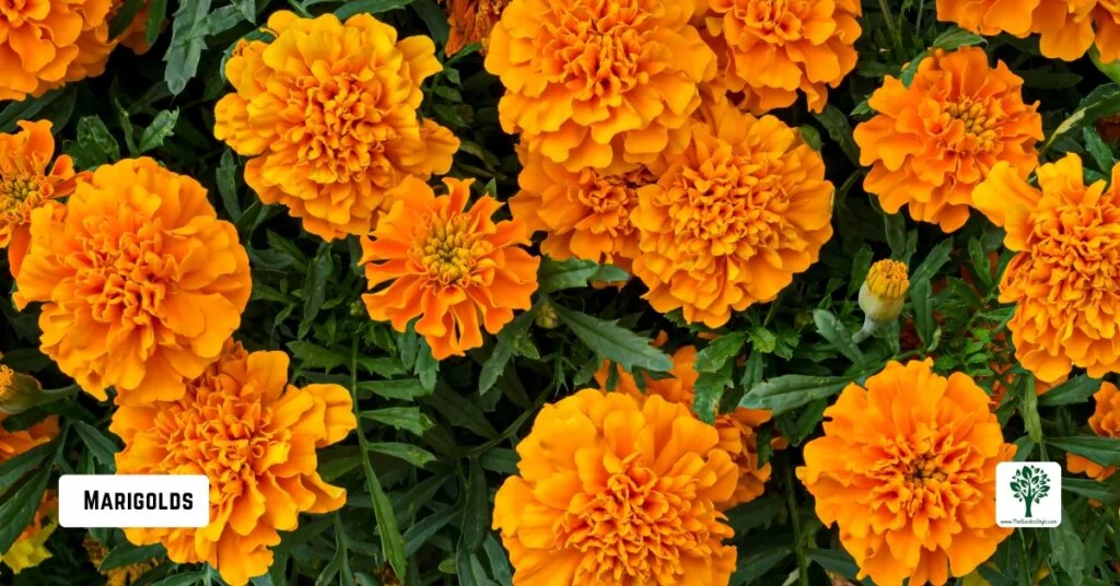 marigolds companion plants for zucchini