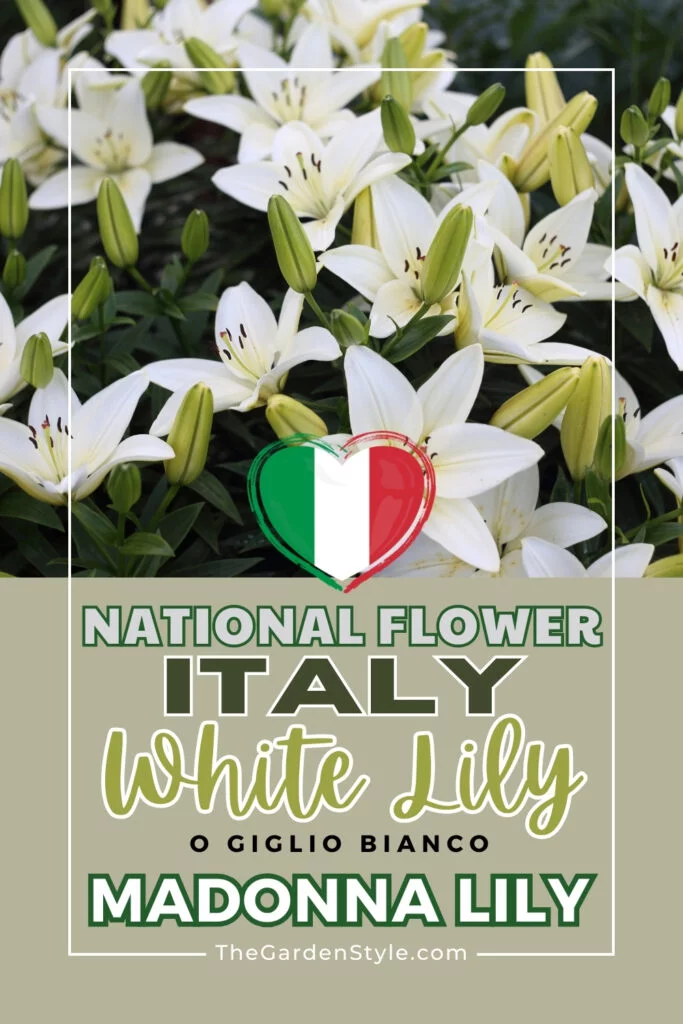 national flower italy pin
