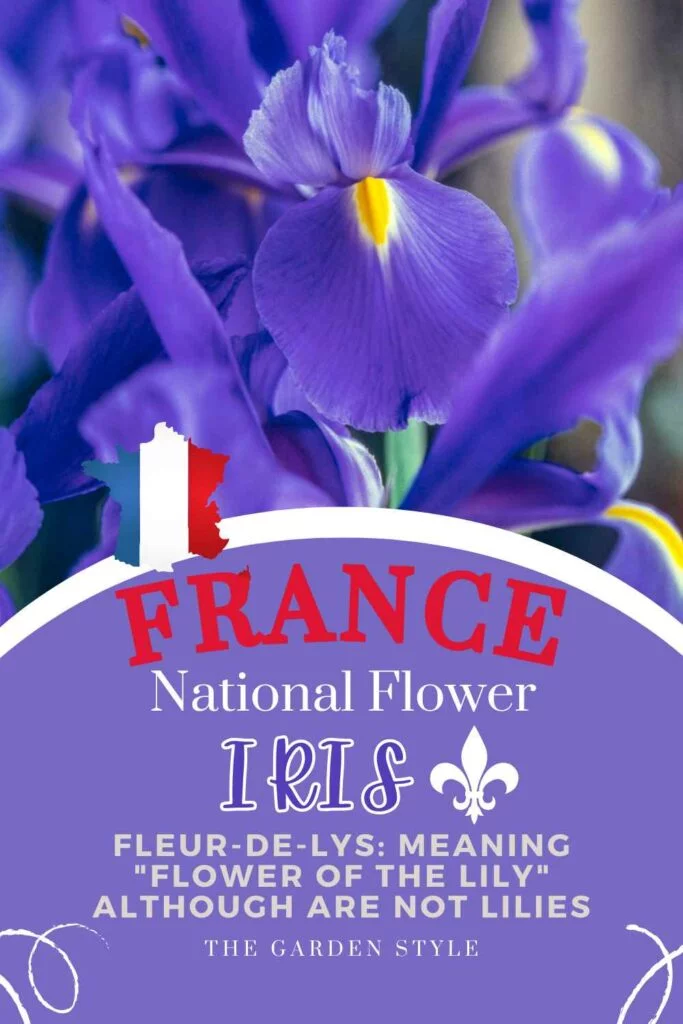 national flower of france pin