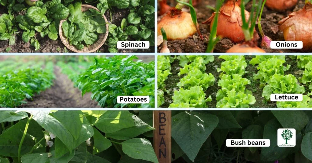 other vegetables companion plants for broccoli