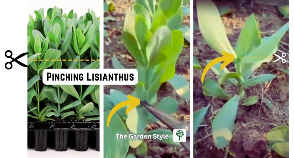how to pinch lisianthus flowers