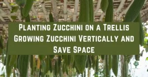 planting zucchini on a trellis growing zucchini vertically and save space