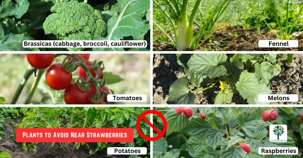 plants to avoid near strawberries
