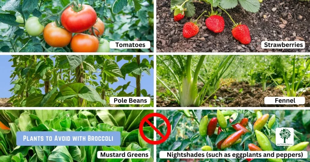 plants to avoid with broccoli