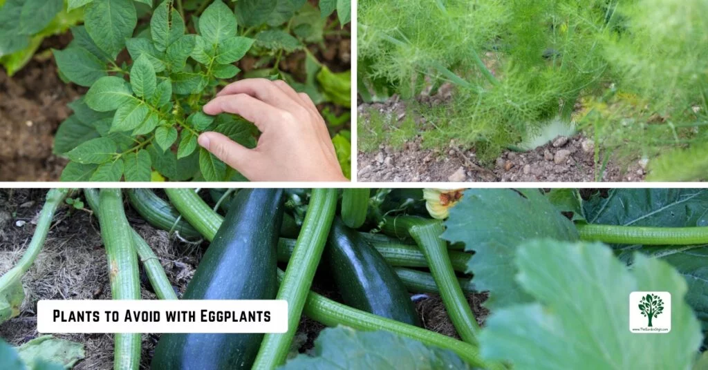 plants to avoid with eggplants