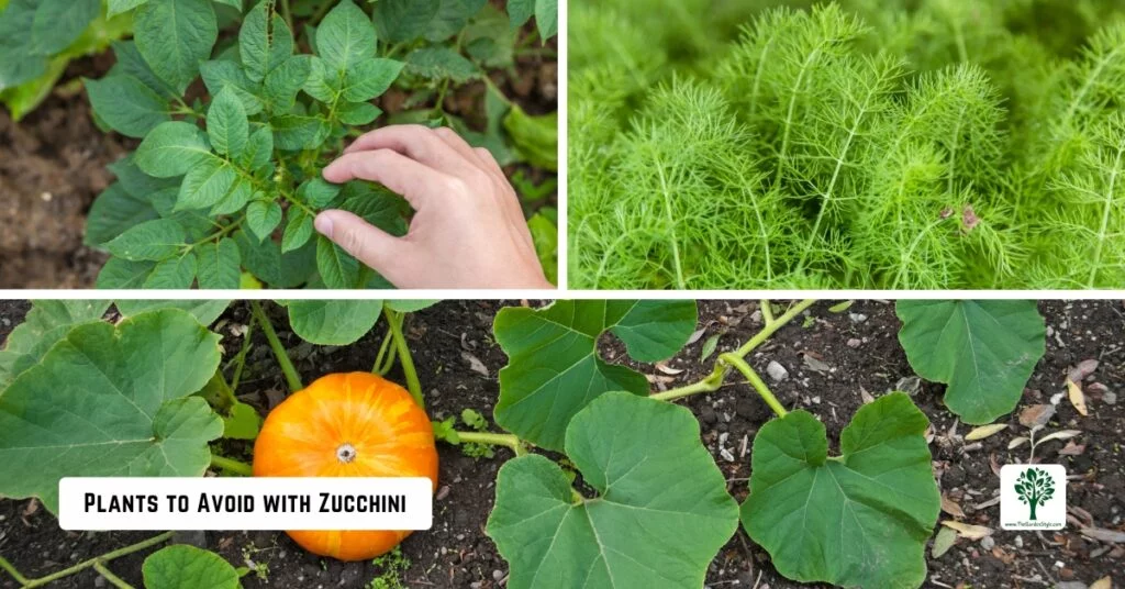 plants to avoid with zucchini