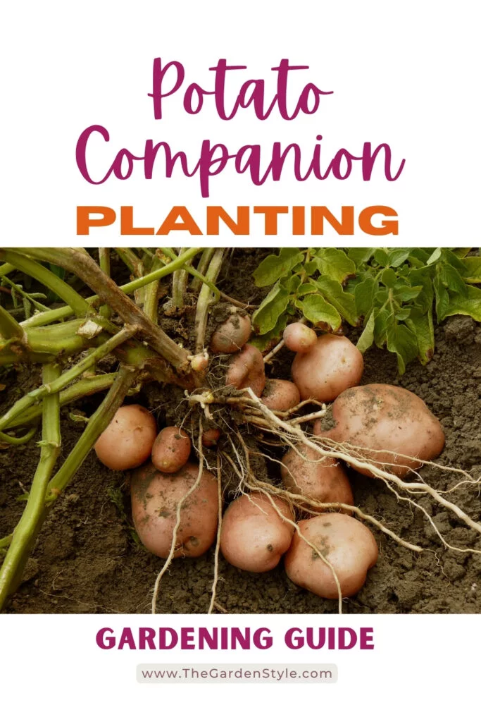 potato companion planting