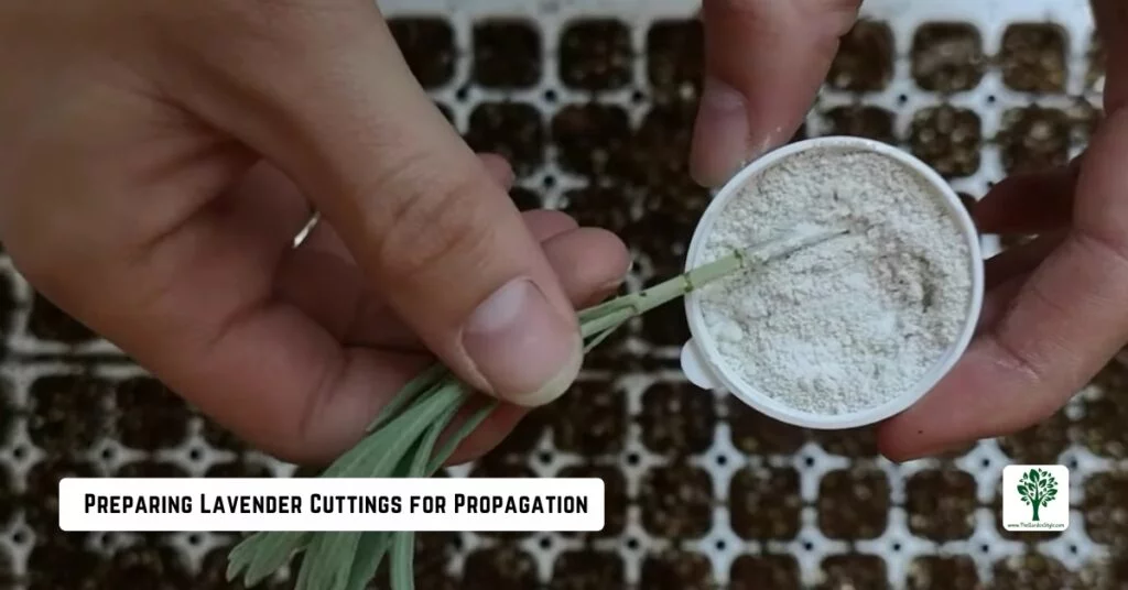 preparing lavender cuttings for propagation