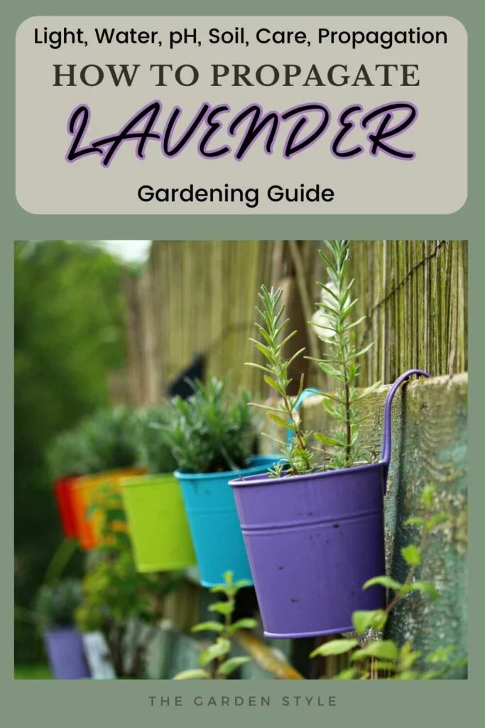propagate lavender guide