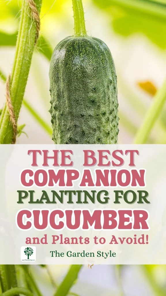 the best companion planting for cucumber