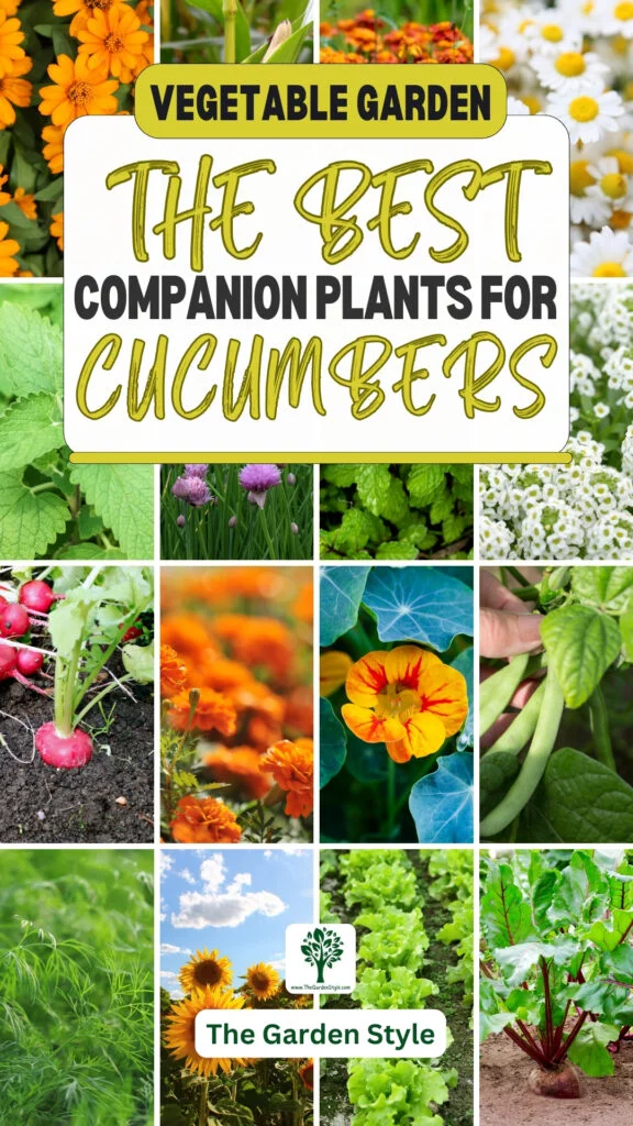the best companion plants for cucumbers
