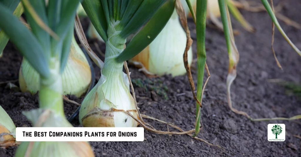 the best companion plants for onions