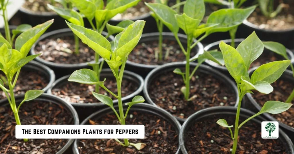 the best companion plants for peppers