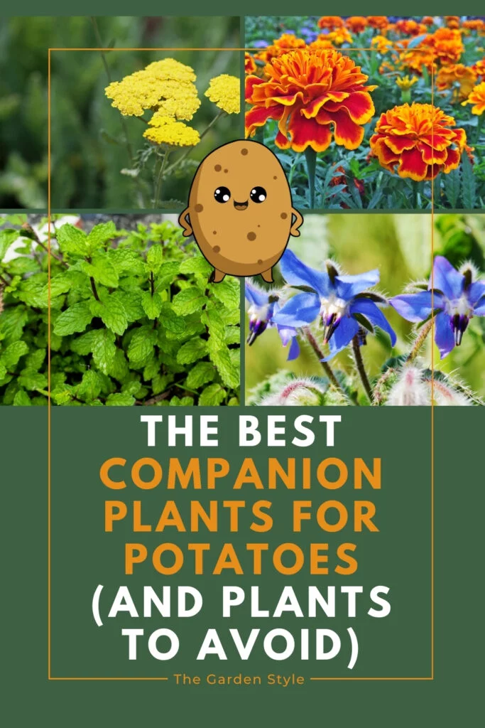the best companion plants for potatoes