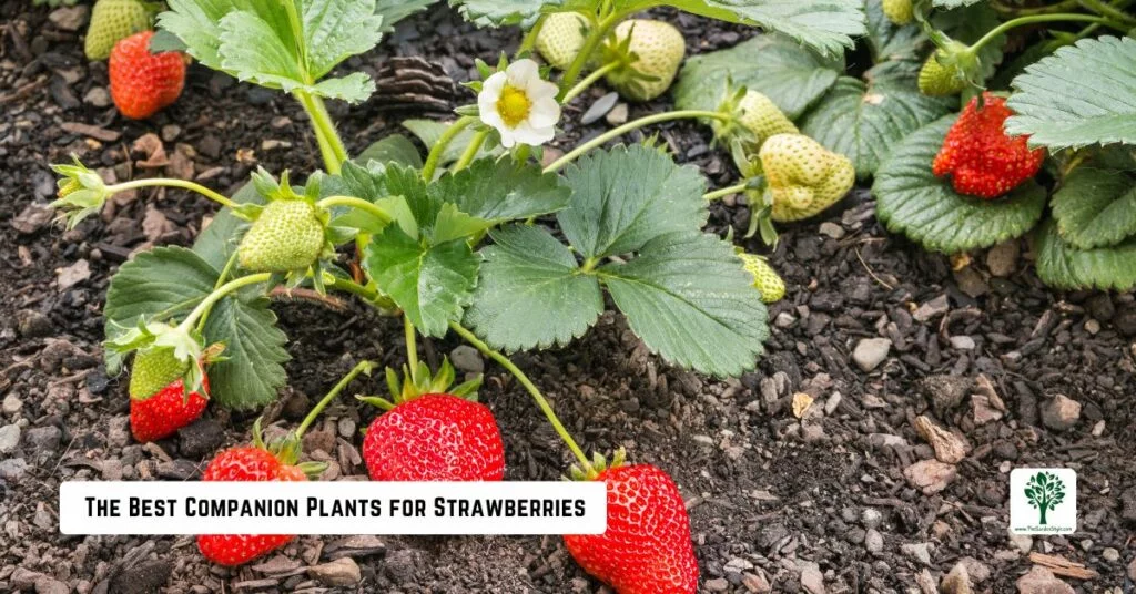 the best companion plants for strawberries